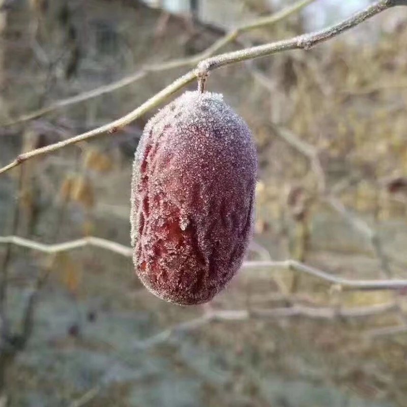 Xinjiang original ecological gray jujube 2kg 5kg 10kg 20kg family affordable whole box wholesale a generation of Xinjiang straight hair