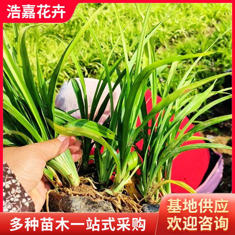 Саженцы орхидеи панакс нотогинсенга, многолетние саженцы удачи, морозостойкие, вечнозеленые декоративные саженцы