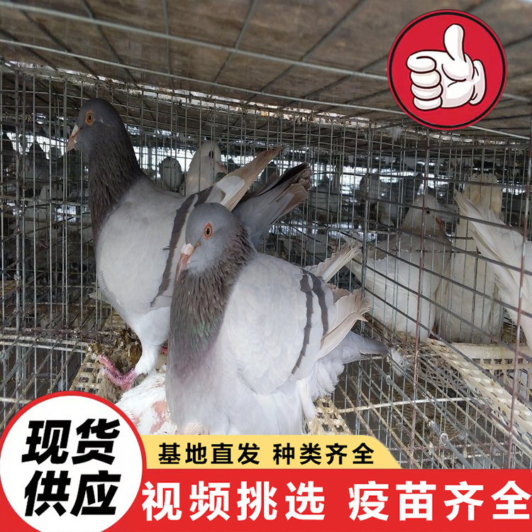 Ornamental Dove for Sale, Large Meat Dove, White Feather King, American Floor King Dove, Feeding Interactive Square Dove
