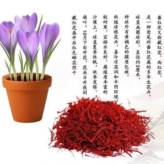 Medicated Saffron Seed Bulbs with Buds, Saffron Crocus Plants, Autumn and Winter Cold-Resistant Potted Florals Blooming in All Seasons