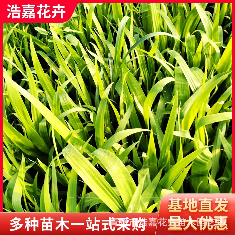 Aquatic Orchid Iris Aquatic Greening Seedlings Evergreen Flower Project May Day Rental Aquatic Banana Potted Plants