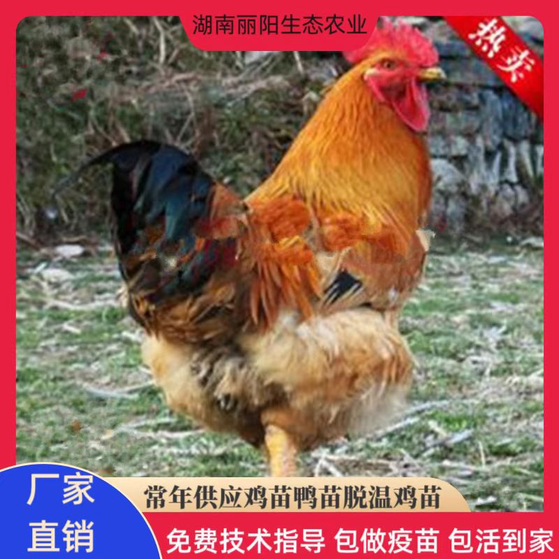 Factory Direct Sales of K9 Chicken Chicks Live Out of the Shell, One-Day-Old Red Cock Chicks, Fast-Growing Broiler Chickens, Free-Range Chickens in the Forest