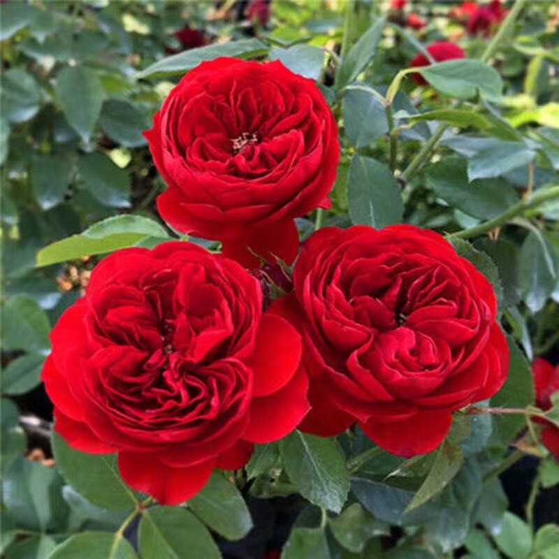 Rose Extra Large Flower Fragrant Juice Balcony Courtyard Flower Plant Potted Rose Four Seasons Rose Seedlings with Buds