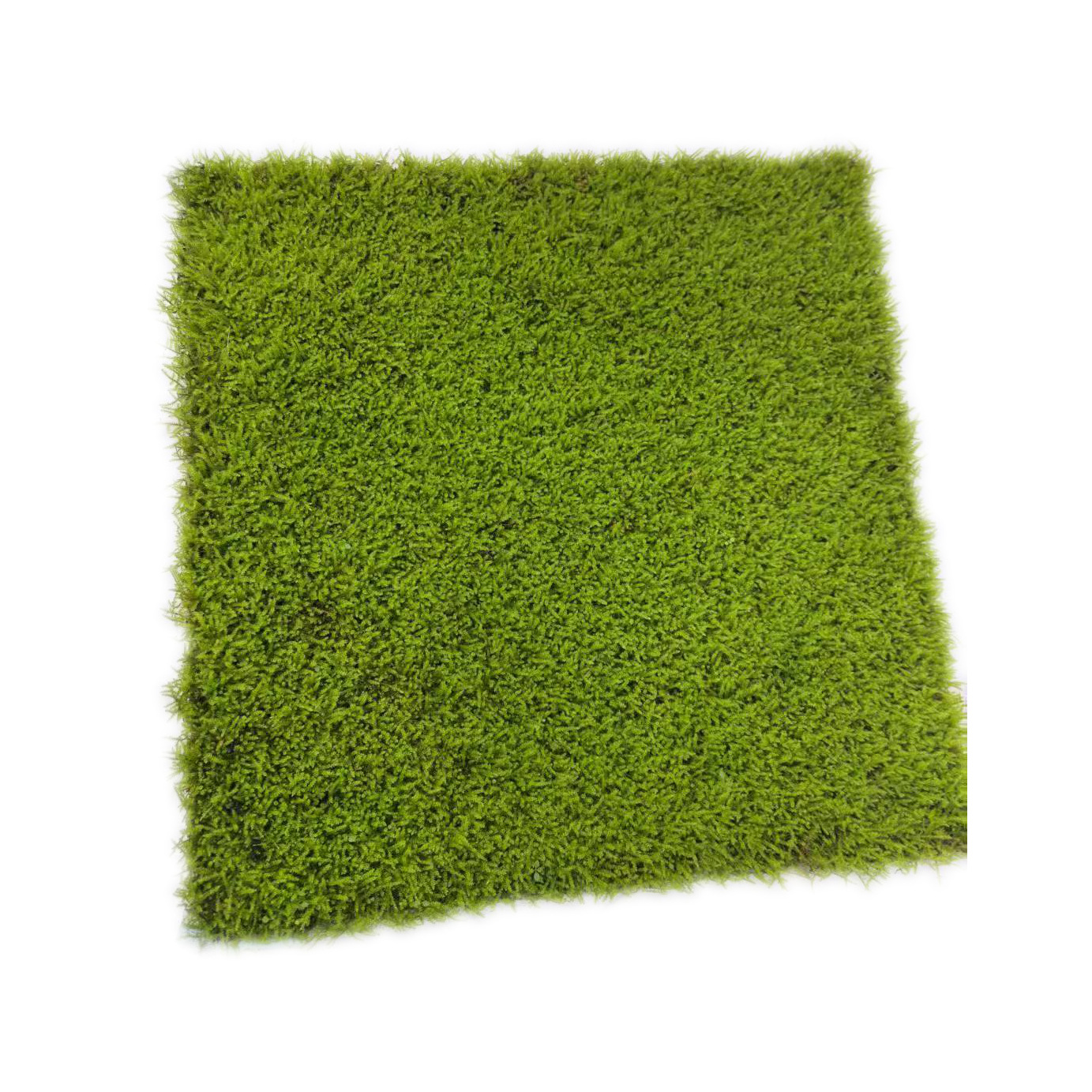 Large Gray Moss Small Gray Moss Big Feather Moss Wholesale Micro Landscape Water and Land Tank Rainforest Tank Plant Green Plant Live Moss