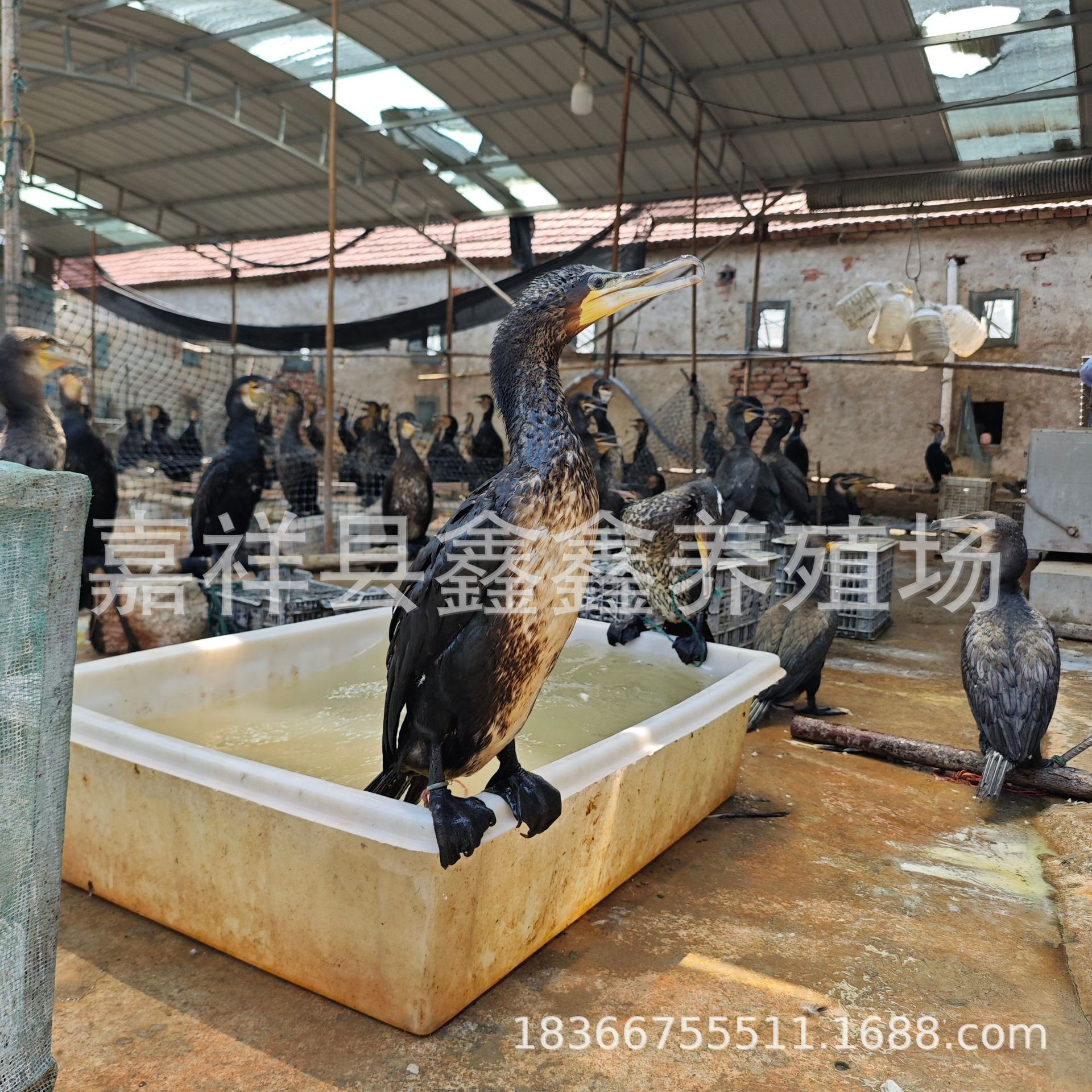 Osprey Live Rental and Sale, Osprey for Wetland Park Performance and Fish Catching Project, Purebred Osprey Live Seedling Price