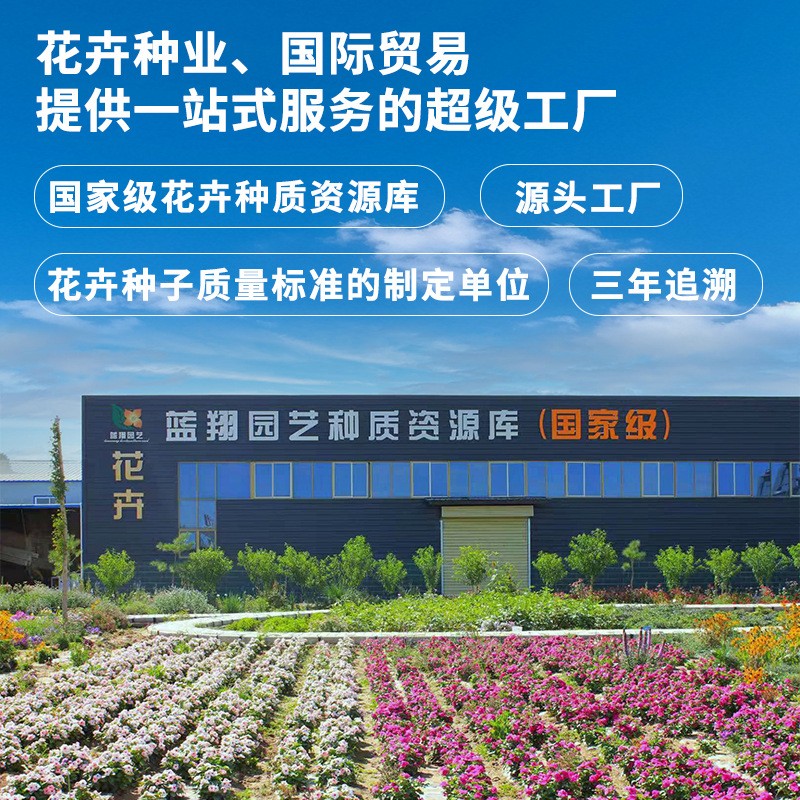 Green Plant Wall Taro Leaf Potted Plant, Caladium Tuber, Extremely Shade-Tolerant Colorful Taro Leaf Landscaping Decoration Pre-Sale