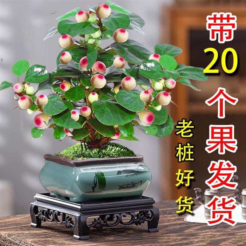Аутентичное растение бодхи с плодами в горшке, гидропонное растение, зелёное комнатное цветок, старый пень, бонсай, саженец