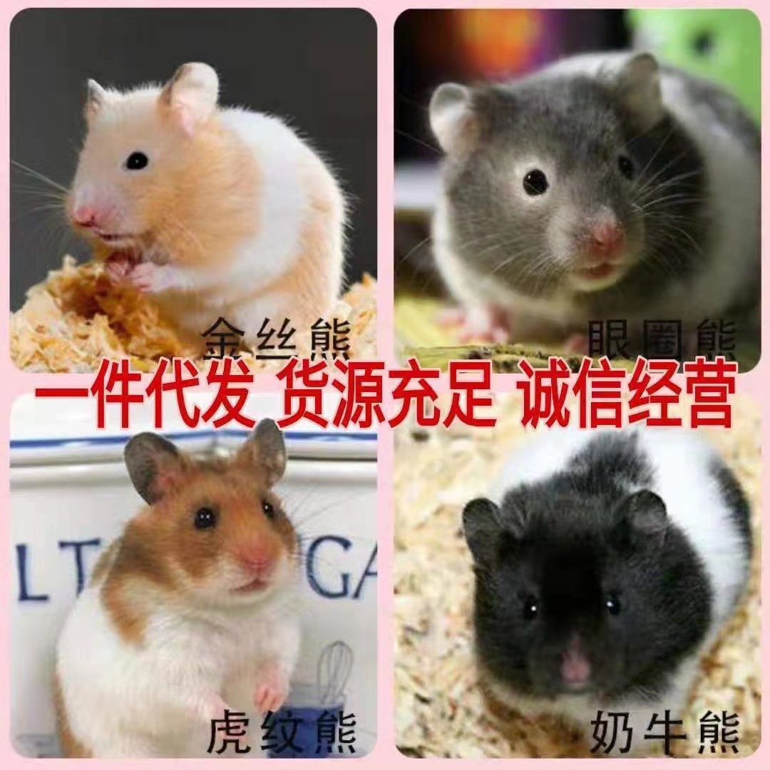 Хомяк Живой Золотой Медведь Длинношерстный Черный Медведь Рисовый Медведь Серебряный Лиловый Корица Поли Тигровый Узор Животное Оптовый Агент