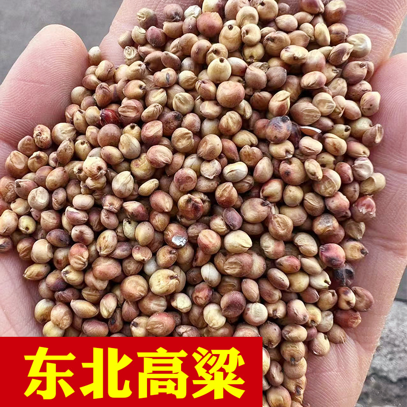 Специальный красный сорго, северо-восточное красное сорго, клейкое сорго для пивоварения, очищенный сорговый рис, очищенное и снятое с кожи сорго, красное сорго