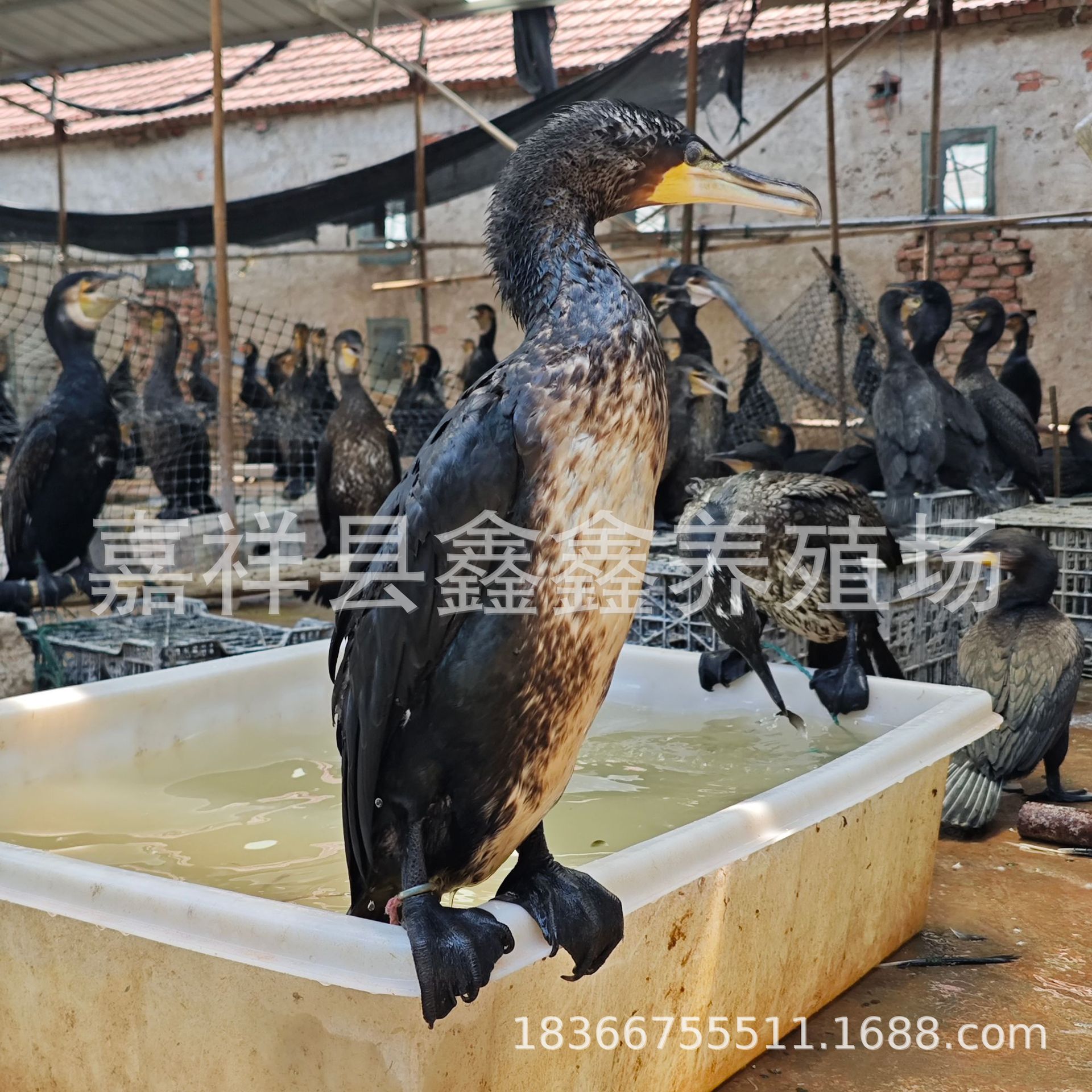 Artificially Cultivated Ospreys Are Sold in Large Quantities. Live Ospreys Are Caught in Performances in Gardens and Scenic Spots. the Price of Osprey Seedlings