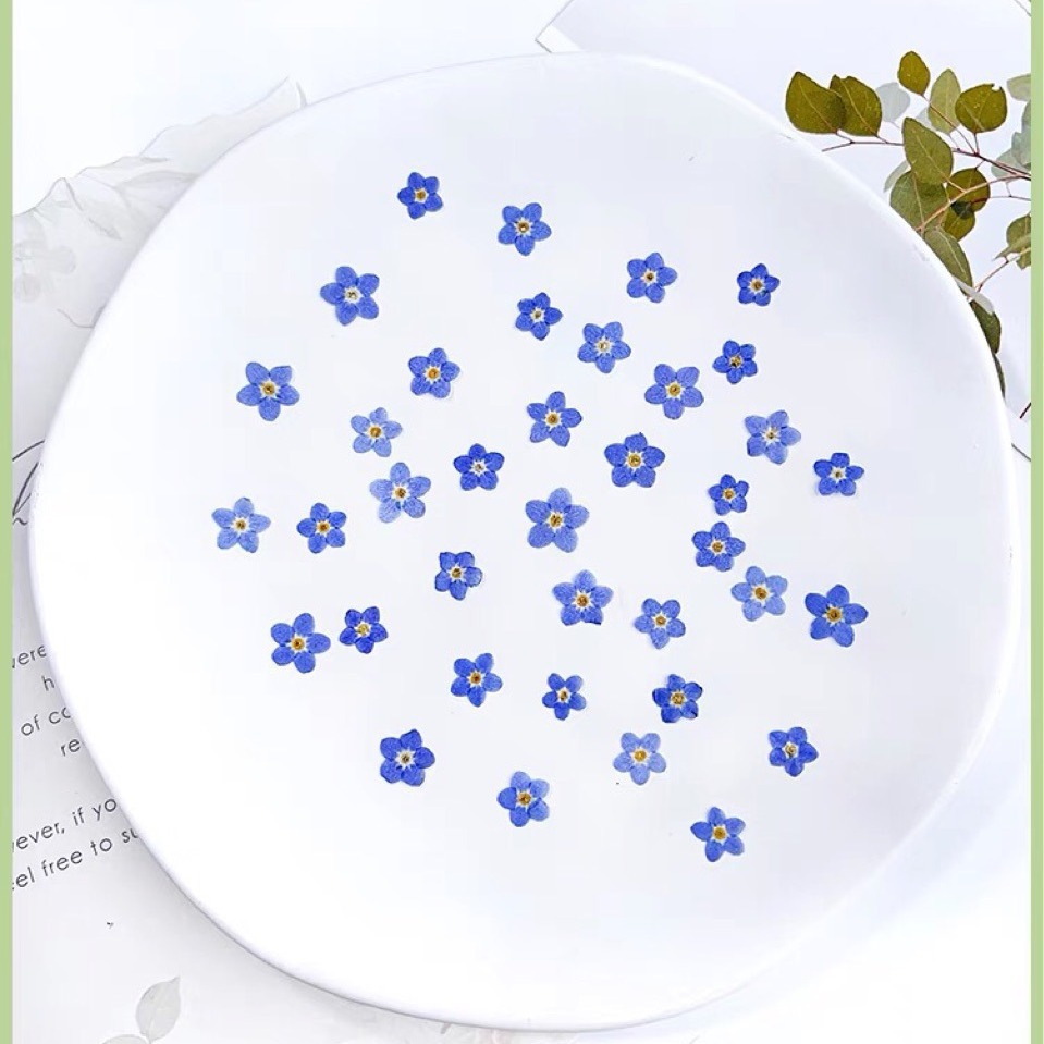 Internet Celebrity Forget-Me-Not Real Dried Flower Embossed Bag Plant Specimen Ins Popular Nail Art Glue Jewelry Embossed DIY Material