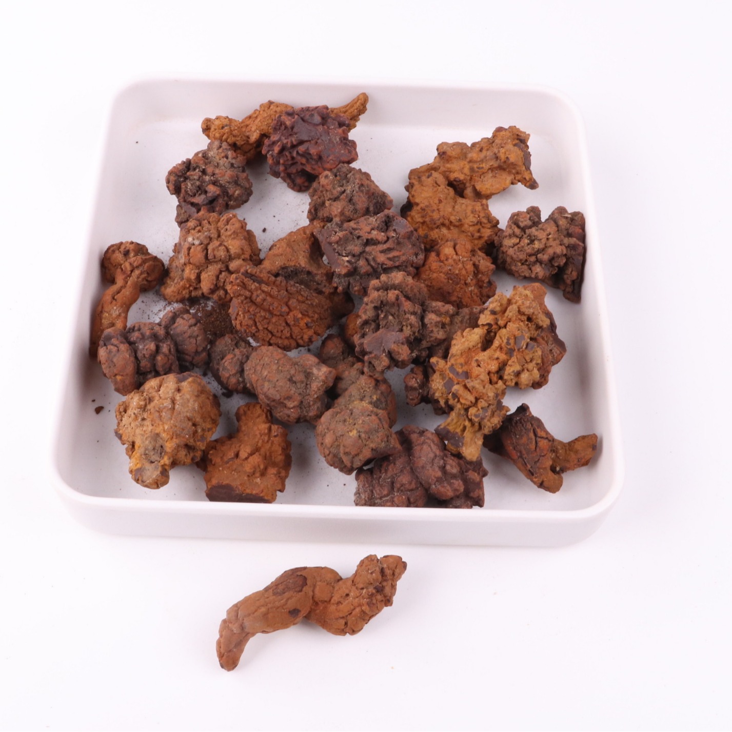 Fossil Specimen of Mosasaur Teeth, Shark Teeth, Pink Ammonite, Trilobite, Sand Tiger Shark Raw Stone Collection Finished Product