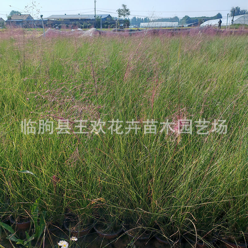 Internet Celebrity Fendai Grass Fendai Grass Seedlings Flower Sea Landscape Project Shandong Perennial Seedling Base