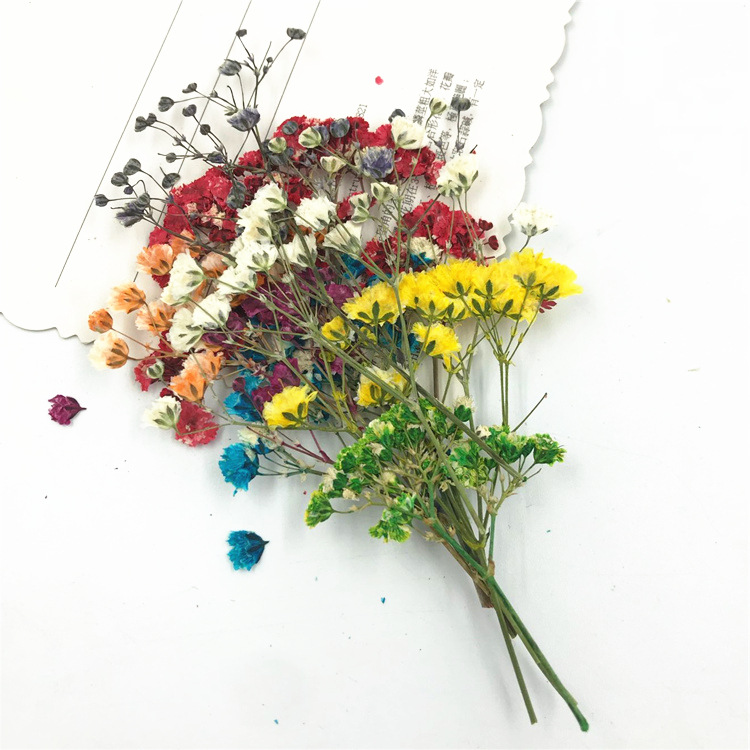 Gipsophila Dried Flower Embossed Plant Specimen Real Flower Dropping Glue Mobile Phone Case Bookmark Baffling Table Lamp Sticker Facial Decoration