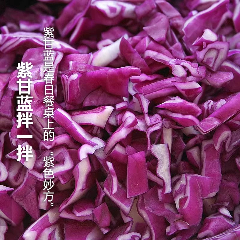 Fresh Purple Cabbage, Purple Cabbage Rich in Anthocyanins, Cold Salad, Nutritious Seasonal Purple Cabbage Wholesale