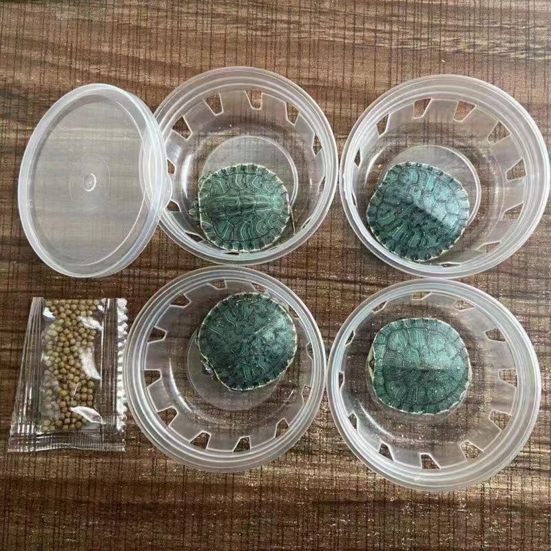 Brazilian Turtle Pet Turtle Live Animal Red-Eared Turtle Water Turtle Seedlings Ornamental Small Turtles Easy to Feed Small Pet Turtle Seedlings Wholesale