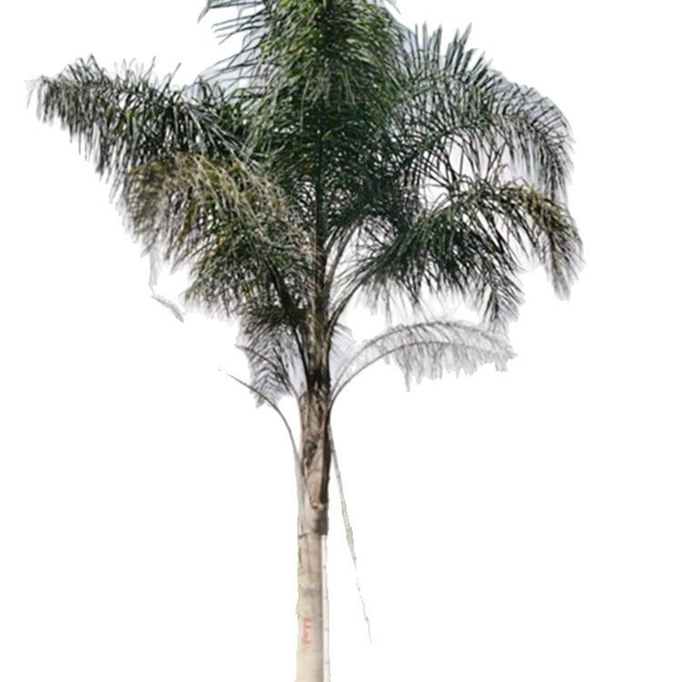 Fujian Wholesale Queen Kwai Yunnan Jinshan Kwai Price Hubei Queen Kwai Quote Jinshan Kwai Base Direct Supply