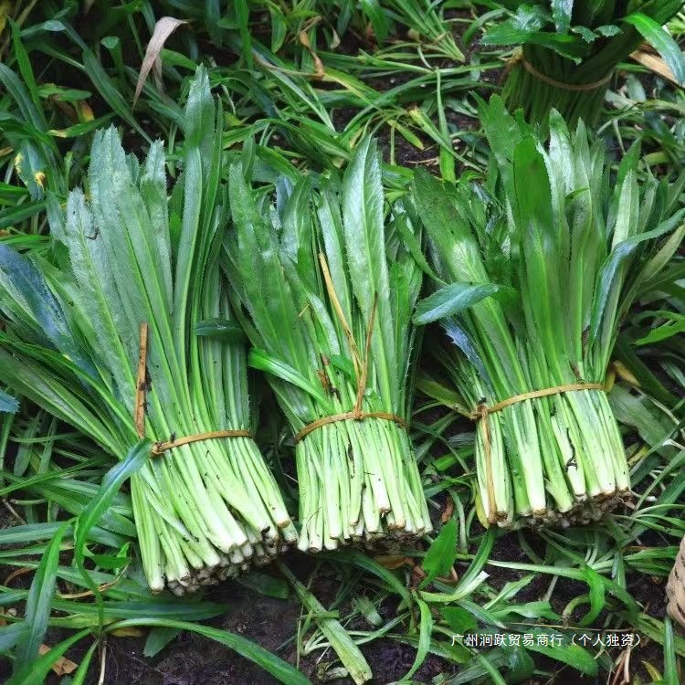 Свежие овощи из Юньнани, тайский кориандр, овощи в стиле Дай, кориандр, ингредиенты для супа Том Ям, старый бирманский кориандр