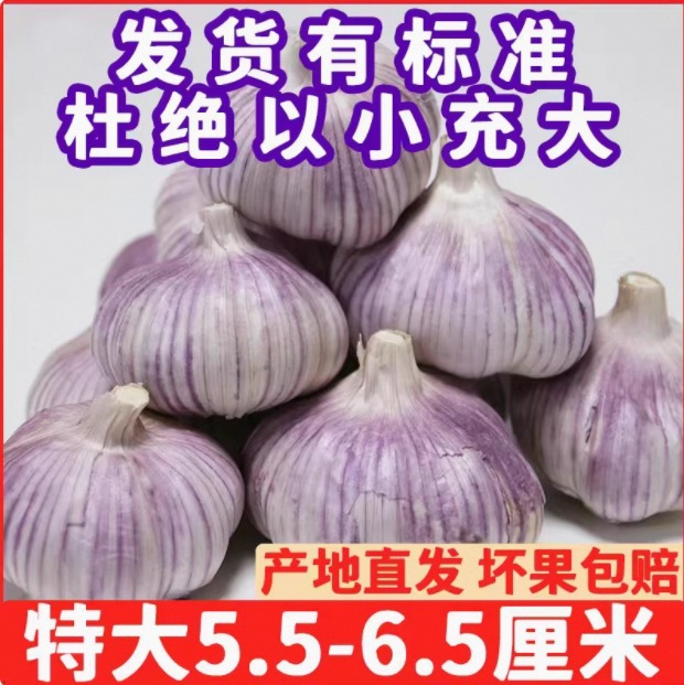 Shandong Purple-Skinned Garlic 5.5 to 6.5cm Garlic King Shandong New Garlic Heads Farm-Grown Wholesale Direct Sales from the Place of Origin