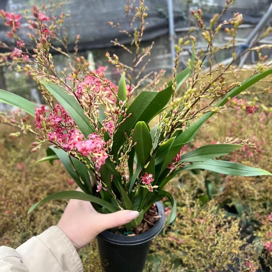 8-10 цветов, фаленопсис в горшке с бутонами, комнатные цветы онцидия, легкие в уходе