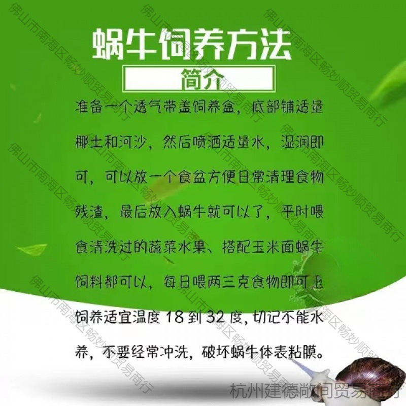 Snail Wholesale Student Ornamental Experiment Large Stall White Jade Breeding Pet Live