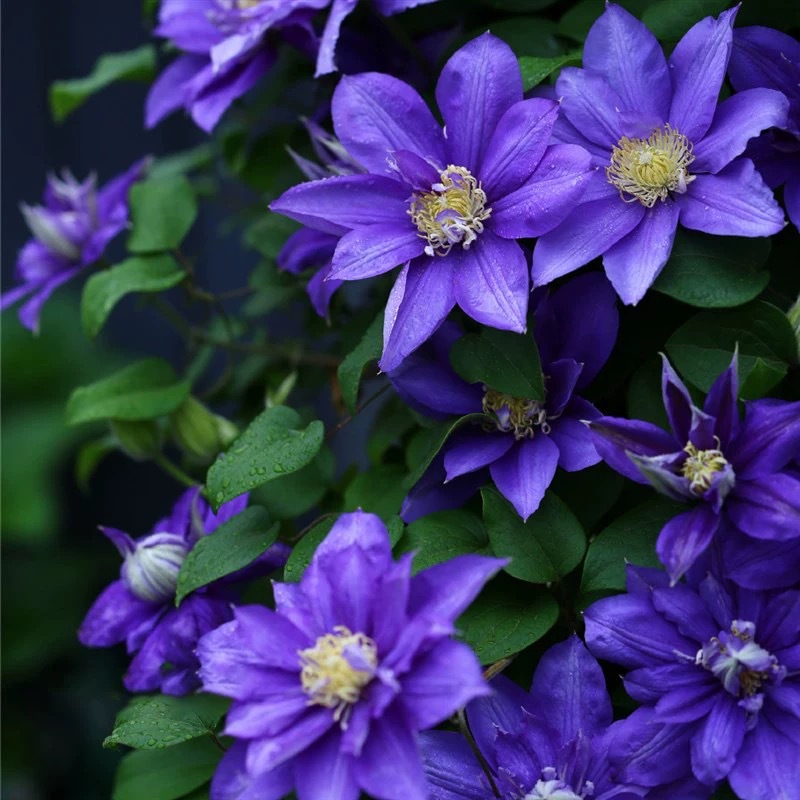 Worcester Beauty Clematis Large Seedling Potted Climbing Plant Vine Flowering Column for Villa Courtyard, Cold-Tolerant and Blooms All Seasons