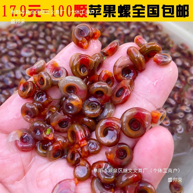 Shengbangrong красная яблочная улитка инструмент, удаление водорослей, улитка, питомец черепаха собака, натуральная живая приманка, аквариумный пакет