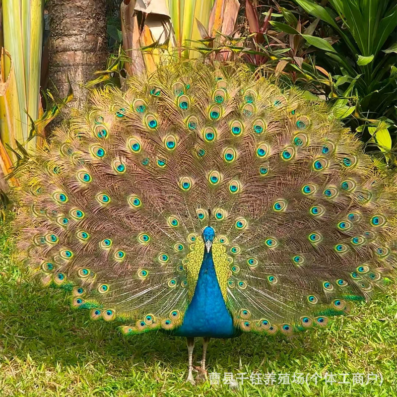 Взрослый павлин на продажу для разведения в живописных местах, одомашненные декоративные синие павлины, цена пары теплых сеянцев павлина оптом