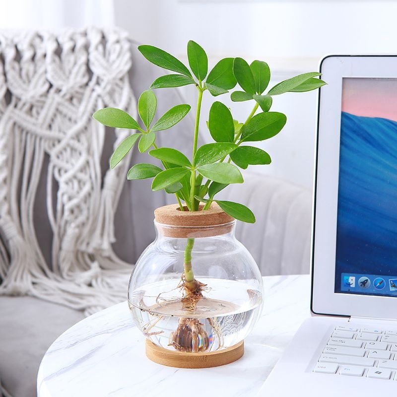 Wholesale Micro Landscape Bottle Office Desktop Plant Ecological Bottle Fish Tank Vessel High Borosilicate Hydroponic Glass Vase