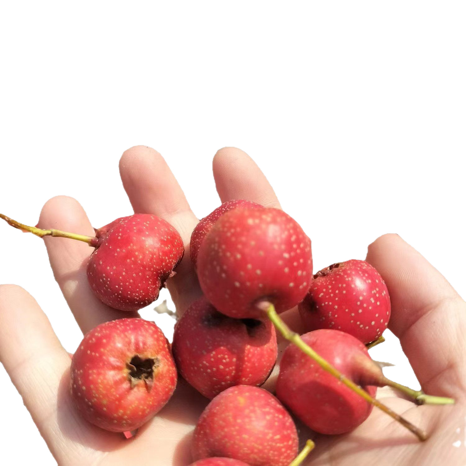 (Free Shipping) Sweet Red Hawthorn with Medium to Large Fruits, Shipped in Baskets, New Stock in September 2025, Picked and Shipped on the Same Day