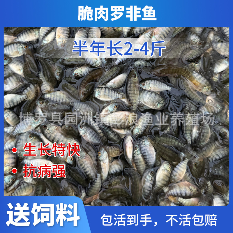 Хрустящие мясные тилапии, большой ассортимент хрустящих мясных тилапий, все мужские тилапии Фушоу, пресноводные культивируемые африканские караси