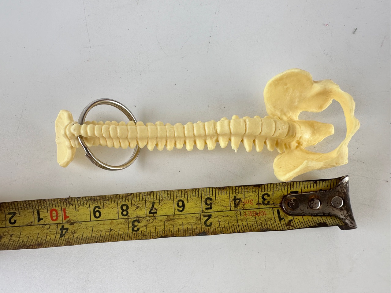 Human spine key chain spine key chain skull skeleton ornament Xili strange toy