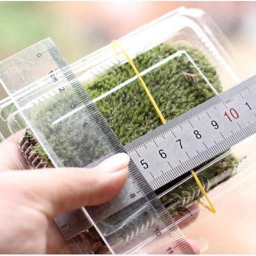 Fresh Moss Live Moss Micro Landscape Ecological Bottle Plant DIY Big Gray Moss White Hair Moss Bonsai