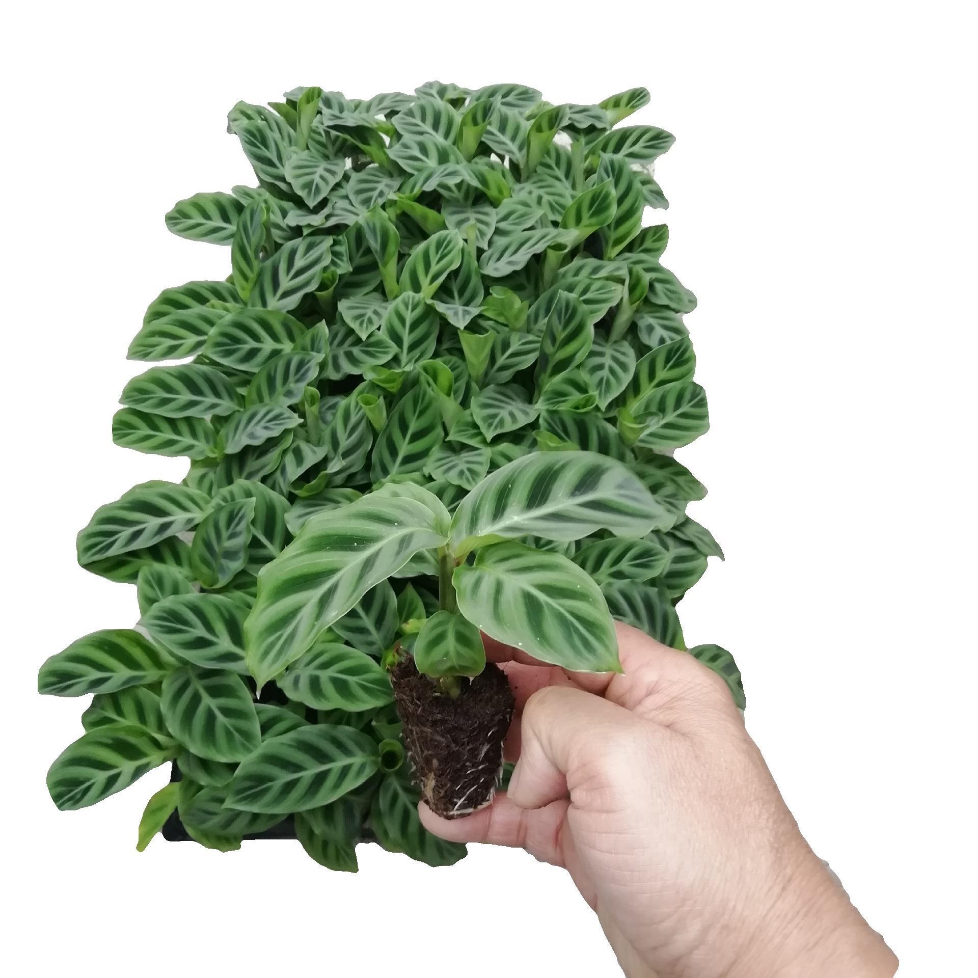 Indoor Green Plants, Popular Velvet Arrowroot, Are Selling Well, Fun and Trendy Plants That Can Be Hydroponically Grown in Small Pots and Are Evergreen All Year Round
