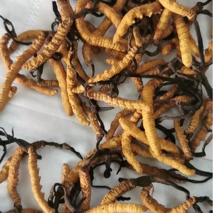 Cordyceps Sinensis Yunnan Guizhou Whole Cordyceps Complete Specifications for Personal Use and Gift Wholesale Traditional Tonic Products in Stock