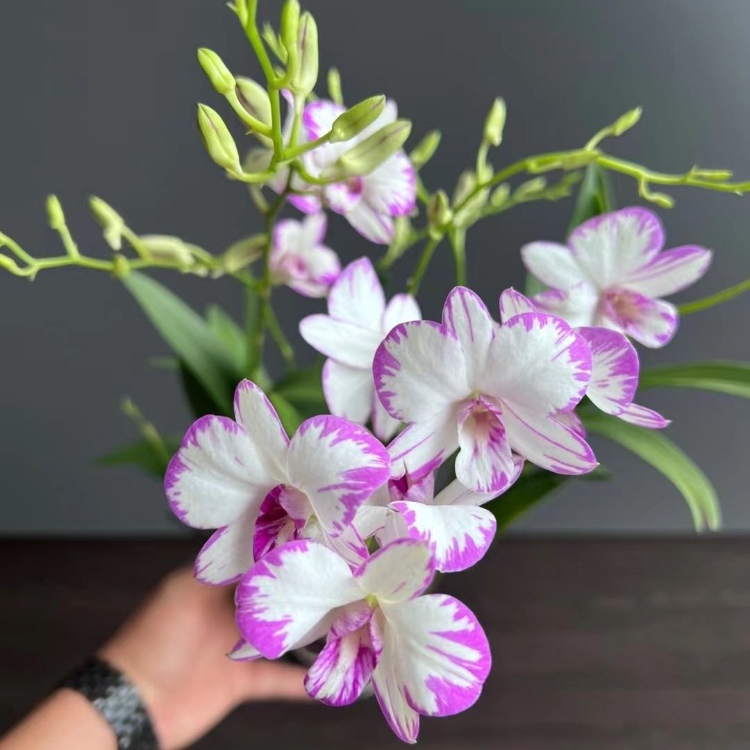 Орхидея дендробиум с цветами, осеннее растение в горшке, легкие в выращивании цветы и зеленые растения на балконе