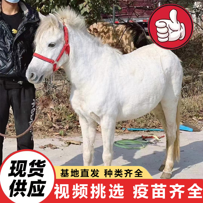 Домашний мини-пони, лошадь для катания детей, карликовая шетландская лошадь, ферма продает живую карликовую лошадь