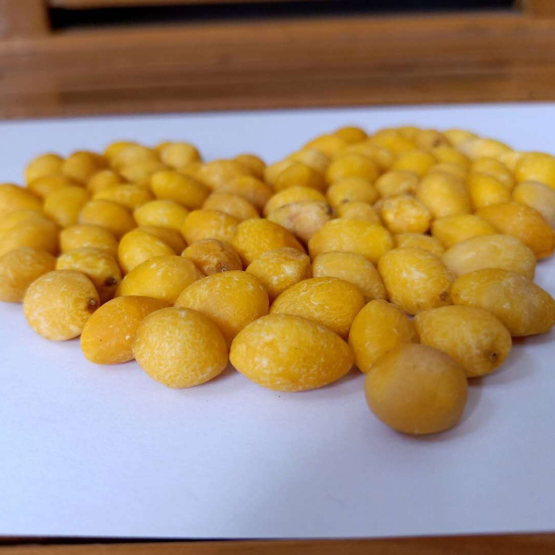 Grain Mill baking grinding powder freeze-dried ginkgo nuts bulk freeze-dried ginkgo nuts freeze-dried white nuts drying White nuts