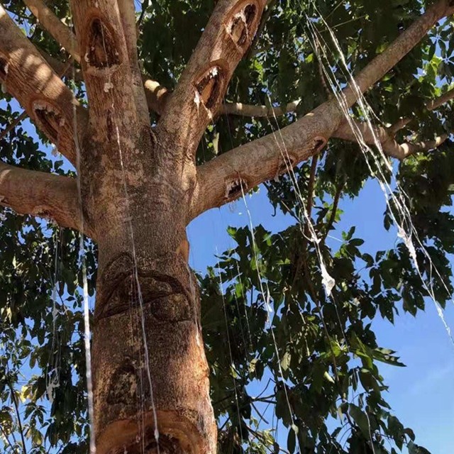 Direct Supply from the Source: Plant-Based Bird's Nest, Brushed Snow Bird's Nest, Commercial Raw Materials Can Be Paired with Peach Gum, Snow Bird's Nest, and Saponin Rice