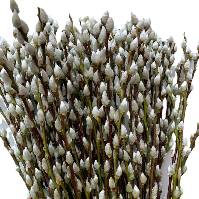 Source Base 60/80/ 100cm Colorful Branches and Flowers Silver Willow Silver Bud Willow