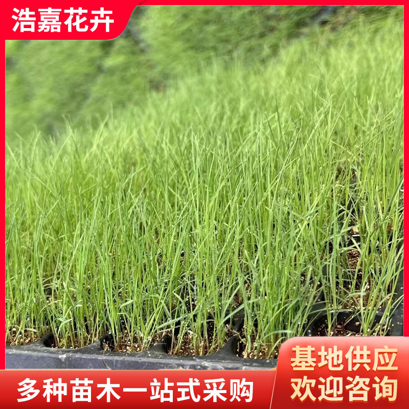 Саженцы травы Фендай в горшках, многолетние травы для озеленения парков, саженцы волосатой травы