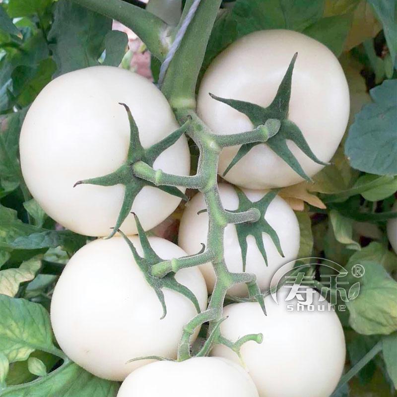 White Diamond Tomato Seeds, Large Tomato Vegetable Seeds, Specialty Vegetable Seeds, Four-Season Seeds, Tourist Garden