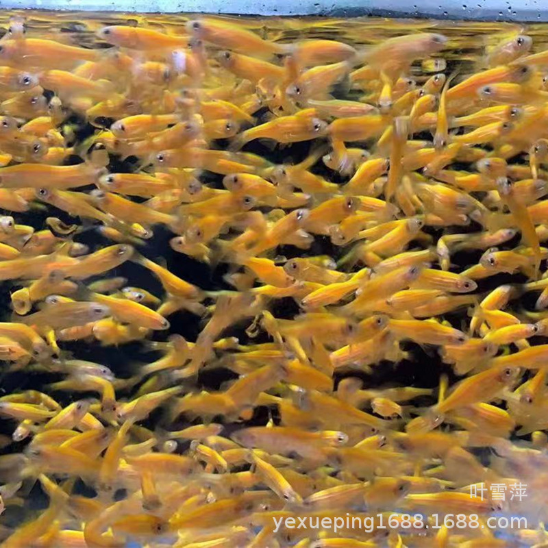 Лимонная зебрафиш живая флуоресцентная зебрафиш тропические рыбы декоративные рыбы пресноводные рыбы рыболовная ферма специальная цена живые устойчивые хорошие для разведения