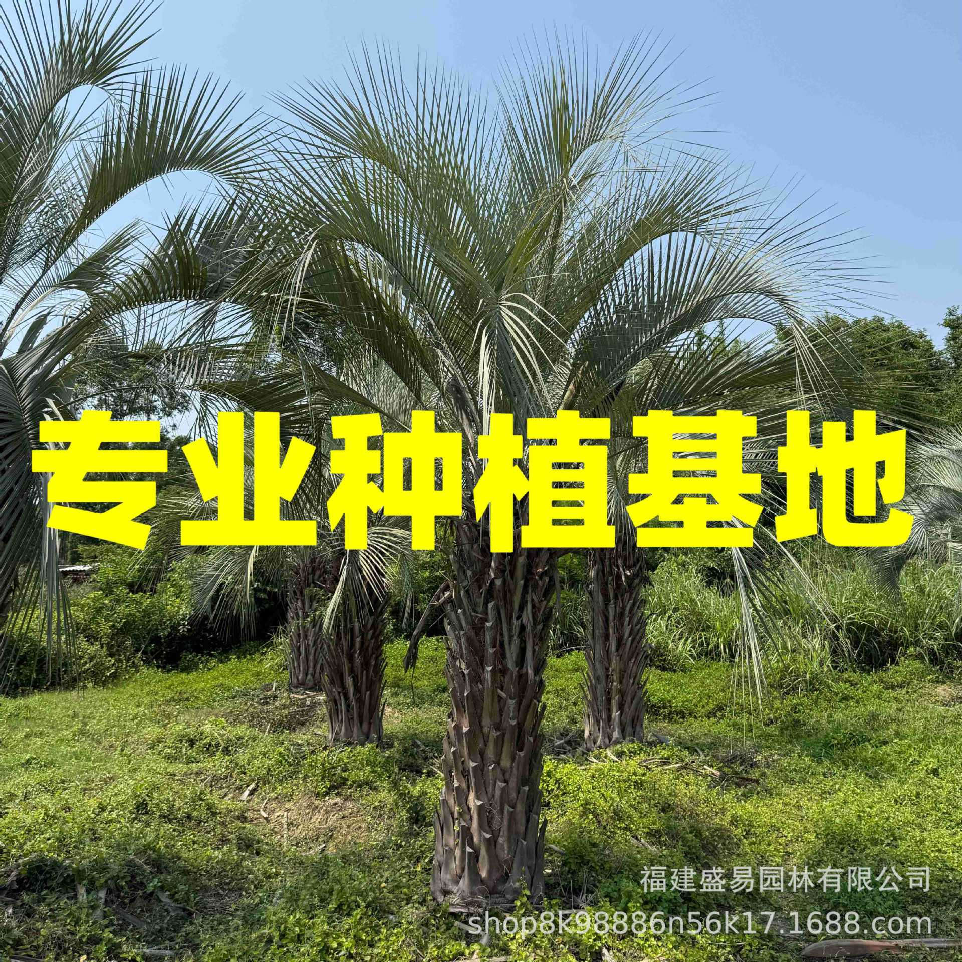 Цена на кокос Буди в Хэнани, база кокоса Буди в Шанхае, оптовая продажа, поставка кокоса Буди в Хубэе, Цзянсу