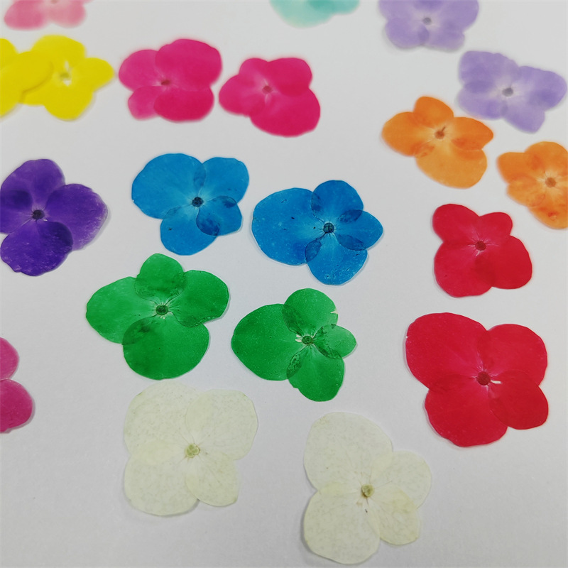 Hydrangea Purple Sunflower Round Flap Hydrangea Dried Flower Factory Embossed Picture Frame Student Plant Teaching Specimen DIY Handmade