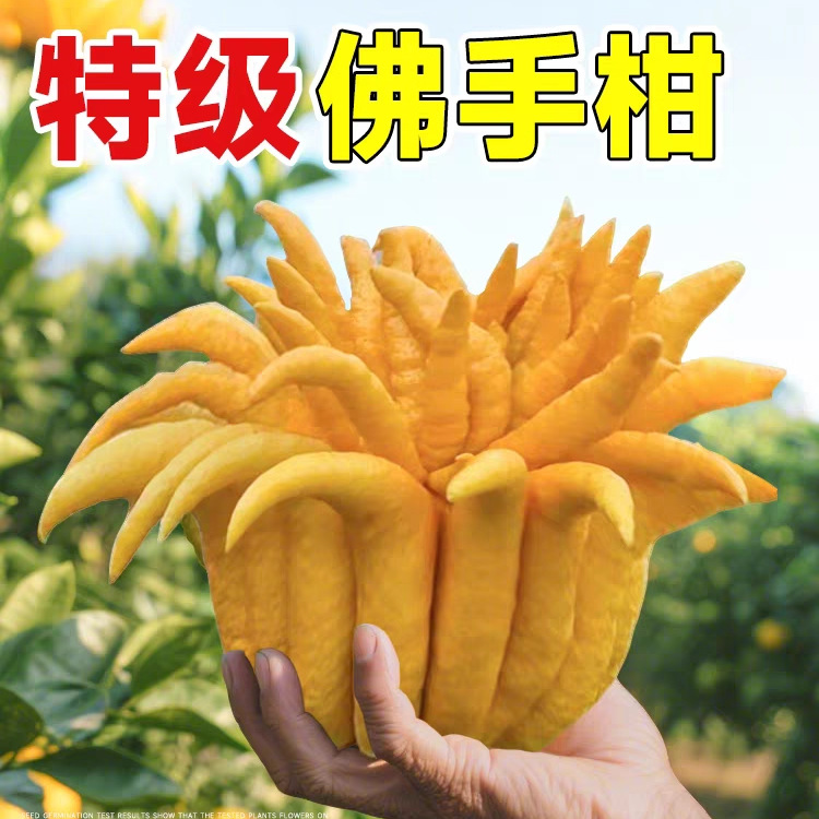 Freshly Picked Large Bergamot Fruits, Fresh Fruits for Ornamental and Edible Purposes, Sourced from Yunnan Peiqing for Natural Aromatherapy and Fragrance