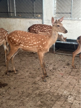 Live Sika Deer for Sale in Scenic Spots, Interactive Sika Deer Wholesale, Popular Photo Spots