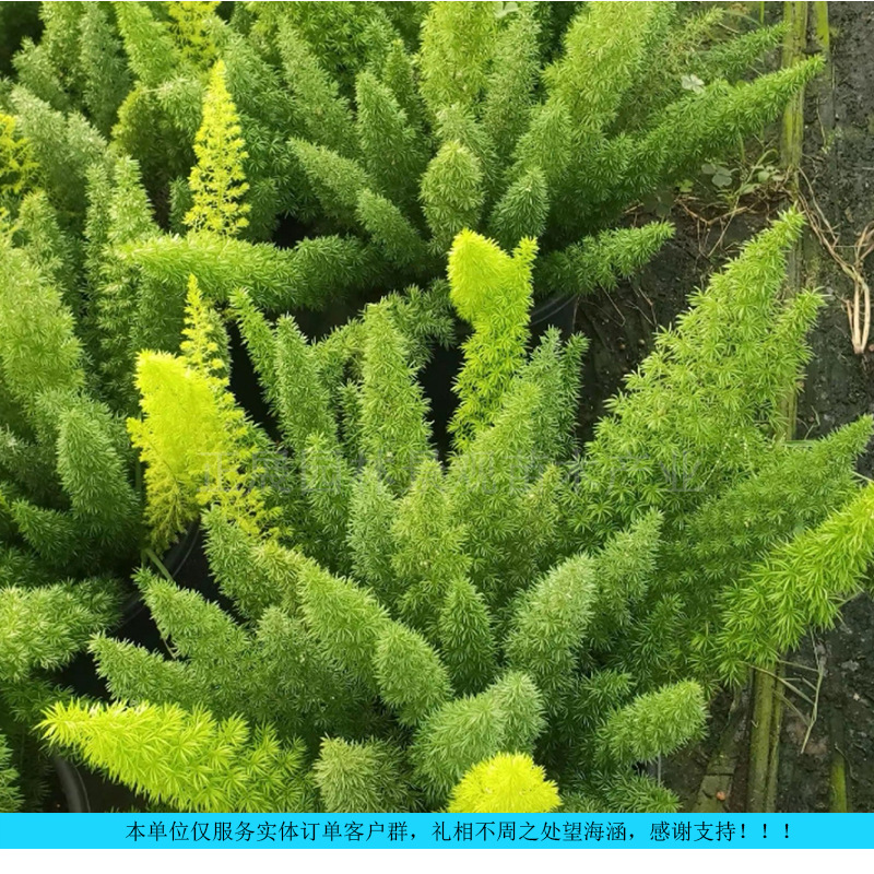 Оптовая цена на спаржу лисий хвост, рыхлая и дышащая почва, устойчивая к засухе и холоду, лучший выбор для ландшафтного дизайна, скидки на большие объемы