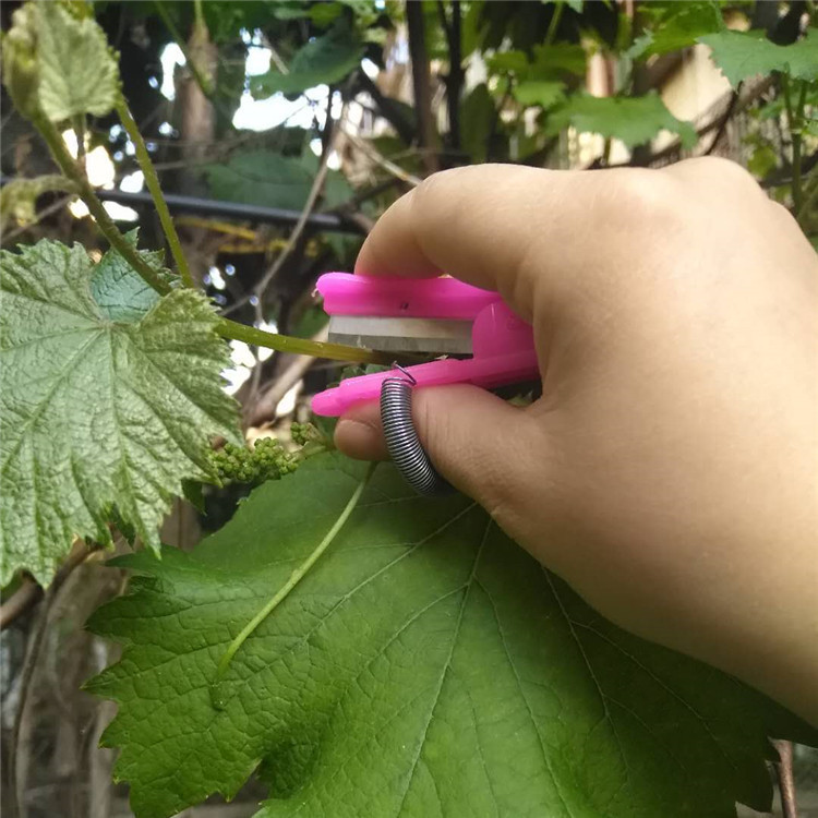 Vegetable Picker, Fruit Picker, Grape Pruner, Leaf Remover, Small Pruning Knife