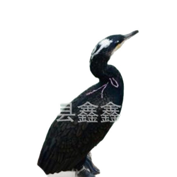 How Much Does an Osprey That Can Catch Fish Cost? Supply Ospreys for Wetland Park Scenic Area Performances